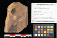Foto (Objekt + Etikett) von Quercus palaeoilex Ettingshausen (NHMW-GEO-2024-0188-0976)